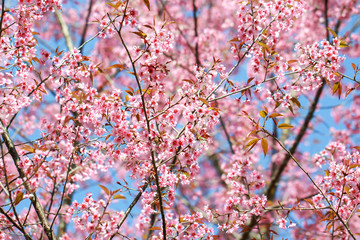 Wild Himalayan Cherry Blossoms in spring season (Prunus cerasoides), Sakura in Thailand, selective focus