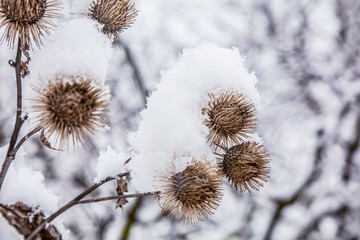 Frosty burdock grass in snowy forest, cold weather in sunny morning