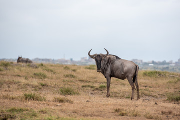 Naklejka na ściany i meble wildebeest in Kenya