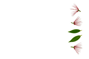 Fototapeta na wymiar New Zealand Christmas tree flowers on white background with copy space on left