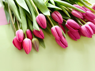 Fresh Pink tulips. Beautiful greeting card. Spring Holidays concept. Copyspace. Banner