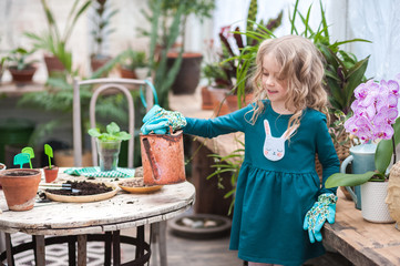 A child girl in a green dress transplants potted flowers in the winter garden. Girl in gardening help transplant indoor flowers