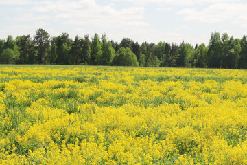 Field of rapeseed in Kostroma region, Russia