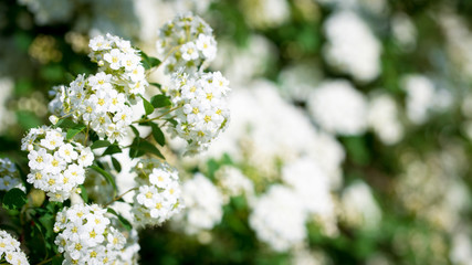 White flowers on a natural abstract background. Place to insert text. Spring and summer background