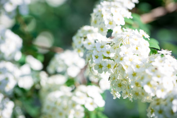 White flowers on a natural abstract background. Place to insert text. Spring and summer background