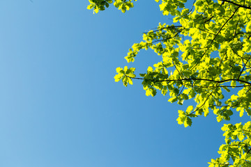 Oak leaves against the sky, illuminated by the sun. Spring and summer background. Background for social networks. Natural spring background.