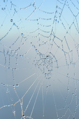 Drops of the water on a spider web