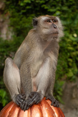 Long-tailed Macaques Batu Caves
