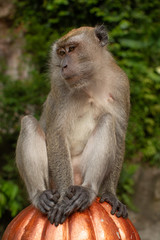 Naklejka na ściany i meble Long-tailed Macaques Batu Caves