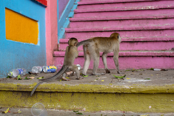 Long-tailed Macaques Batu Caves