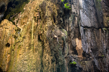 Long-tailed Macaques Batu Caves