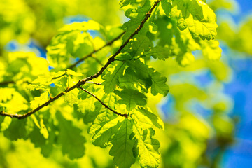 Oak leaves against the sky, illuminated by the sun. Spring and summer background. Background for social networks. Natural spring background.