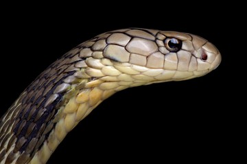 Fototapeta premium Chinese King cobra (Ophiophagus Hannah)