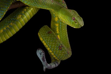 Philippine pit viper (Trimeresurus flavomaculatus)