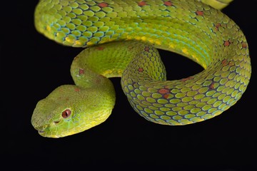 Philippine pit viper (Trimeresurus flavomaculatus)