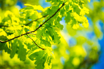 Fototapeta na wymiar Oak leaves against the sky, illuminated by the sun. Spring and summer background. Background for social networks. Natural spring background.
