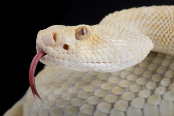 western diamondback rattlesnake (Crotalus atrox) albino