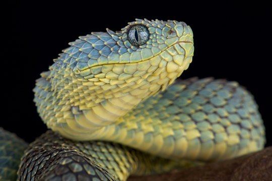 Leaf viper, Atheris squamigera, Stock image