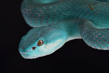 Lesser Sunda pitviper (Trimeresurus insularis)