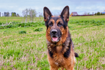 Dog German Shepherd in a green field in a summer