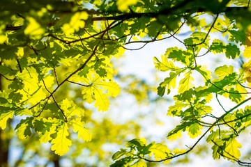 Oak leaves against the sky, illuminated by the sun. Spring and summer background. Background for social networks. Natural spring background.