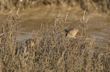 Twite (Carduelis flavirostris) feeding on plant seeds in the salt marshes at Norfolk.