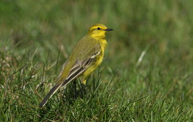 A stunning male Yellow Wagtail (Motacilla flava) standing in the grass. It has been hunting for insects to eat.	