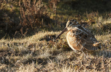 A Woodcock (Scolopax rusticola) sitting in the grass in the last of the days sunlight.