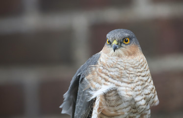 A head shot of a wild male hunting Sparrowhawk (Accipiter nisus).