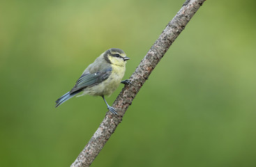  A cute juvenile Blue Tit (Cyanistes caeruleus) perched on a branch.