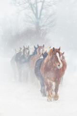 Obraz premium 冬の馬