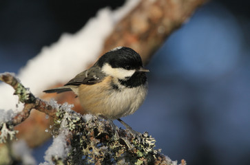 A cute Coal Tit (Periparus ater) perched on a branch covered in lichen and a covering of snow.	