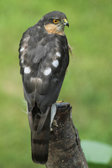 A beautiful wild male hunting Sparrowhawk (Accipiter nisus) perched on an old tree stump.	