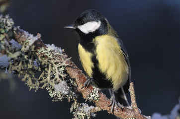 A beautiful Great Tit (Parus major) perched on a branch covered in lichen and a covering of snow,...