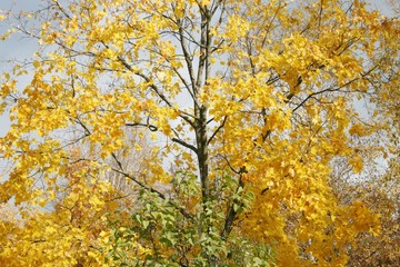 yellow tree in autumn