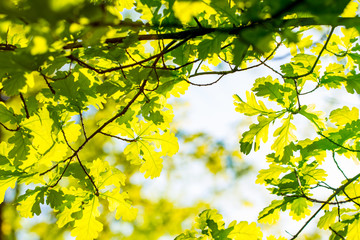 Oak leaves against the sky, illuminated by the sun. Spring and summer background. Background for social networks. Natural spring background.