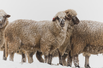 A Flock of Sheep Enduring the Falling of the Snow in Mid-Winter