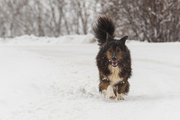 A Furry Dog Proudly Walking on a Road Covered by Snow