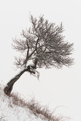 Fototapeta na wymiar A Leafless Tree Standing in an Oblique Position on a Hill