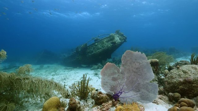 Seascape of coral reef in the Caribbean Sea around Curacao at dive site Tugboat Saba with ship wreck, various corals and sponges