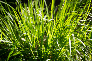 Green grass, texture. Spring and summer background. Element of design. Natural spring background.