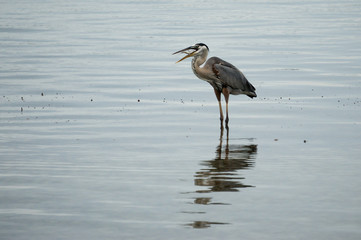 Heron Feeding Time Down by the Water