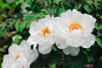 White peony with green leaves in spring