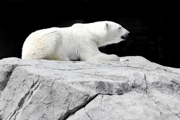 Fototapeta na wymiar White bear lying on a rock