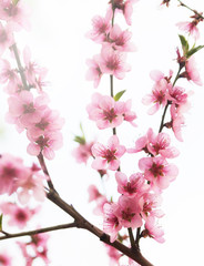 Blossoming cherry tree.
