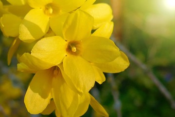 Obraz premium Yellow flowering branches. Spring flowering trees. Yellow spring flowers close up in sunshine