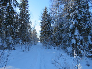 зима, снег, деревья, лес, солнечный день