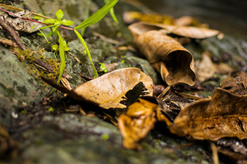 Dead leafs in the ground of a rainforest. Some green leafs and dirt in the ground can be seen.