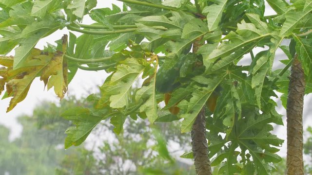 Slow Motion Hurricane Winds and Rain Papaya Tree Medium, 4K