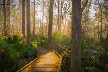 Swampy boardwalk